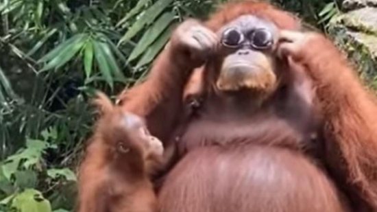 O orangotango logo se aproximou do óculos escuro - Reprodução / Youtube