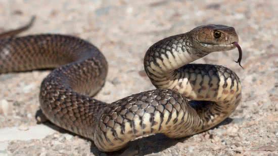 Mulher vai ao hospital após mordida de cascavel, e polícia descobre que ela tinha 110 cobras em casa - Reprodução / IAK