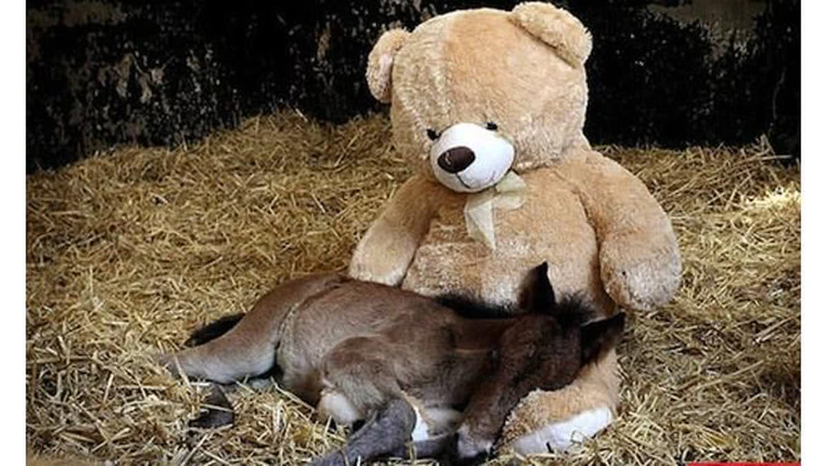 Imagem Potro “órfão” adota urso de pelúcia como mãe