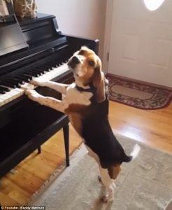 buddy-beagle