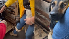 Cachorro resgatado no Rio Grande do Sul abraça perna de veterinária - Créditos: Reprodução/ Rede Globo