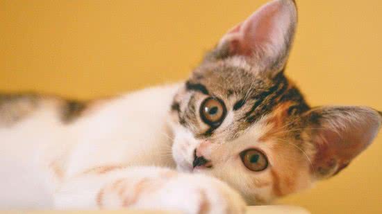 O estudo mostrou que os gatos conseguem compreender a vocalização humana - Getty Images