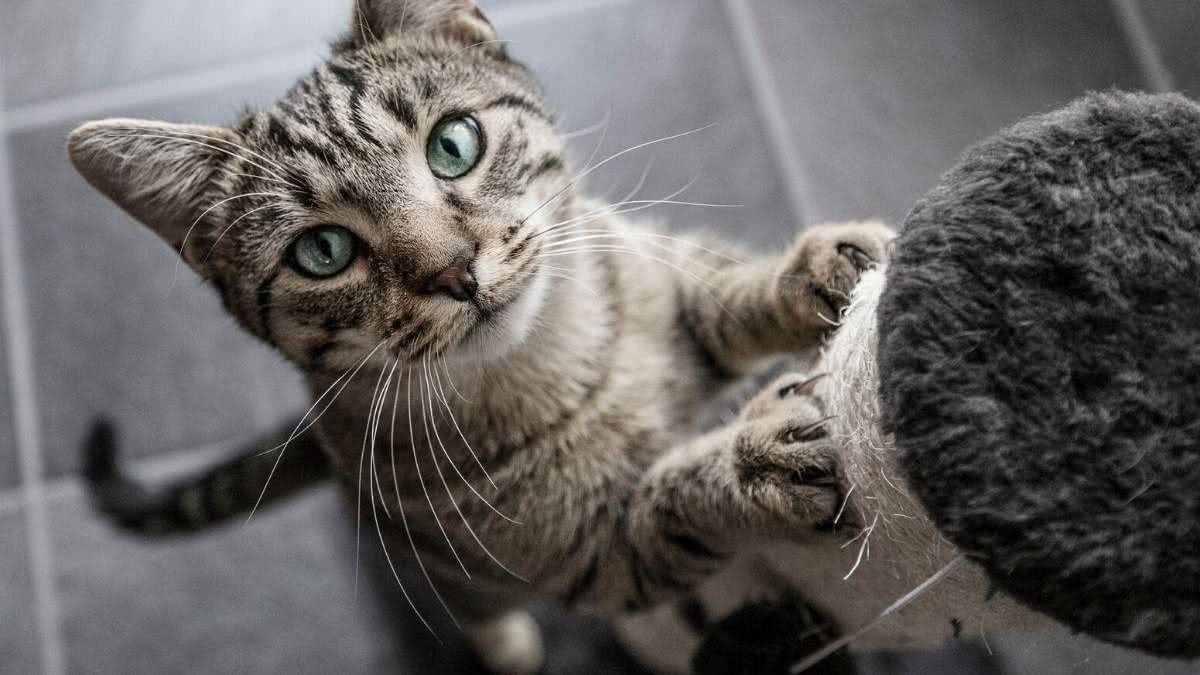 O gato se chama Parmesão - reprodução/ Getty Images