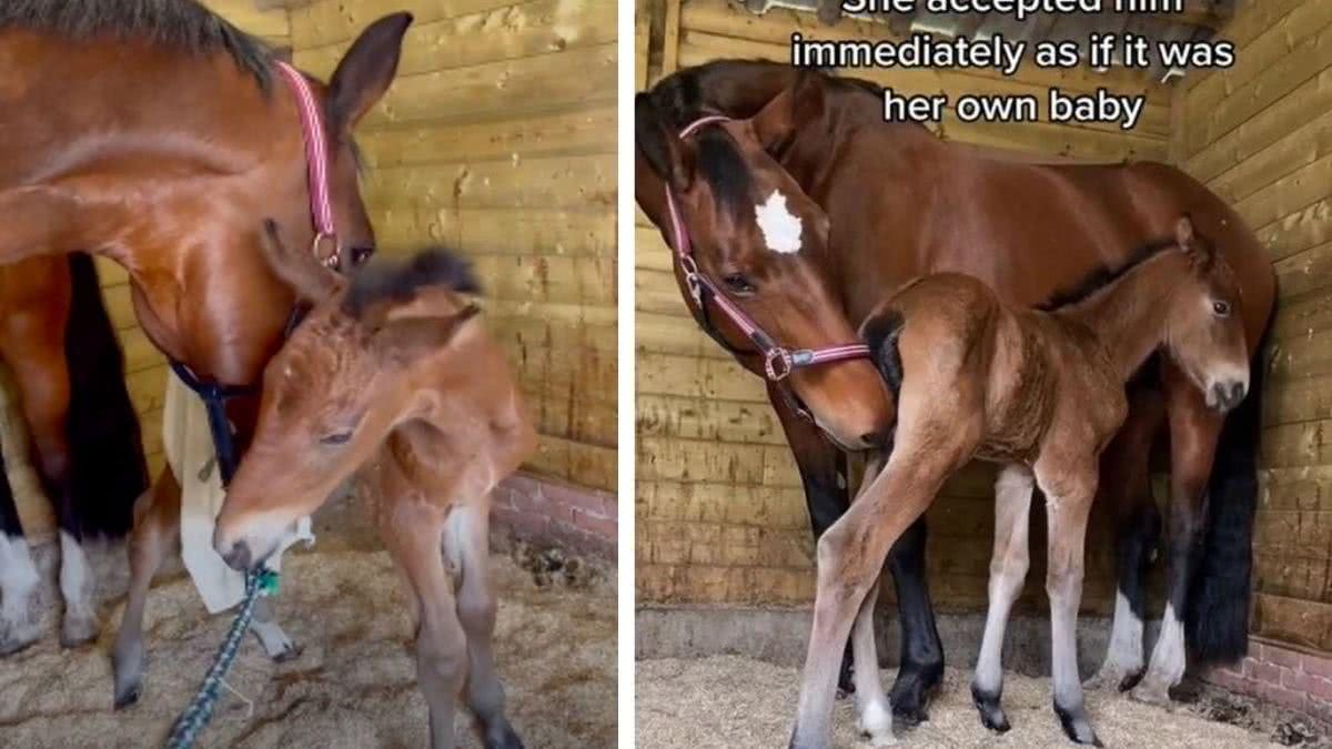 Égua que perdeu filhote adota potro órfão e passa a cuidar dele como se fosse biológico - reprodução TikTok / YouTube