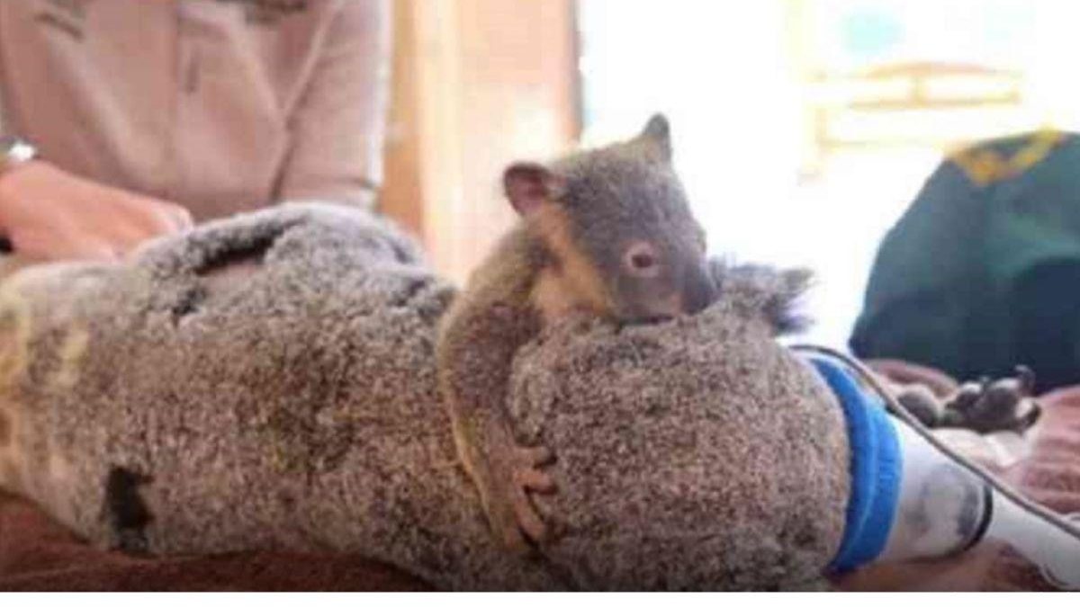 Bebê coala não sai de perto da mãe durante cirurgia - Reprodução/ Revista Carpediem