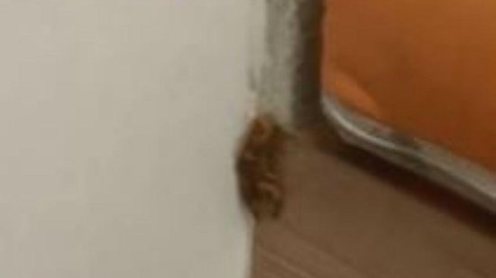A família encontrou o escorpião no fraldário do hipermercado - Reprodução/YouTube