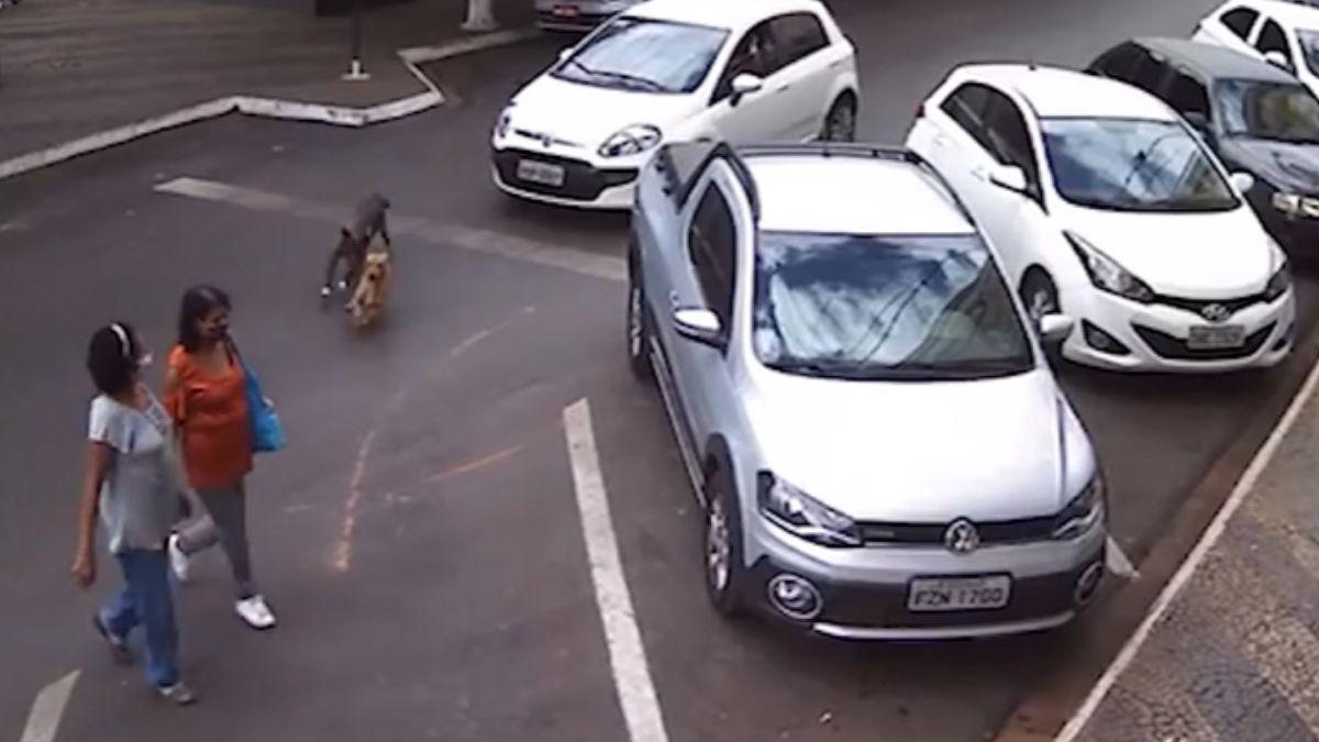 Elas tomaram um baita susto com os cães correndo em alta velocidade! - reprodução / vídeo YouTube