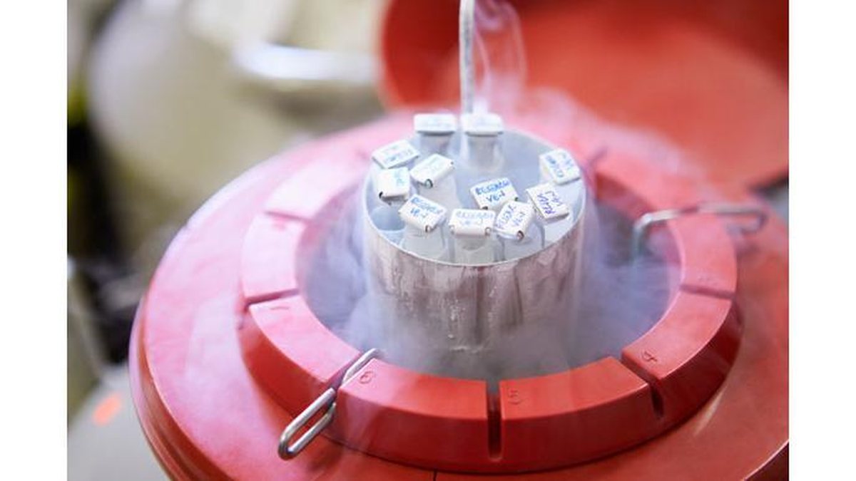Congelamento de sêmen é opção para preservar a fertilidade - Shutterstock
