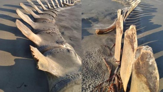 Esqueleto misterioso de 4 metros é desenterrado acidentalmente em praia de São Paulo - Reprodução/ G1