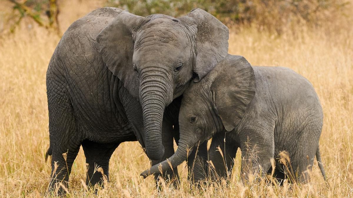 Elefante sente muito orgulho de seu filhote recém-nascido - Getty Images