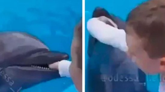 Vídeo mostra golfinho saltando da água e mordendo mão de criança em aquário - reprodução YouTube